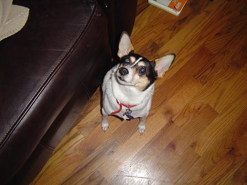 Той‑терьер фото 10