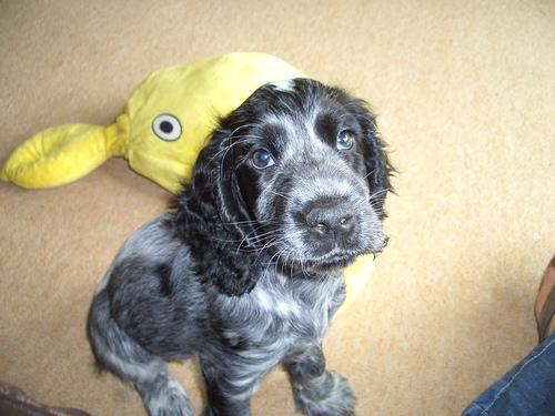 Английский кокер‑спаниель фото 11