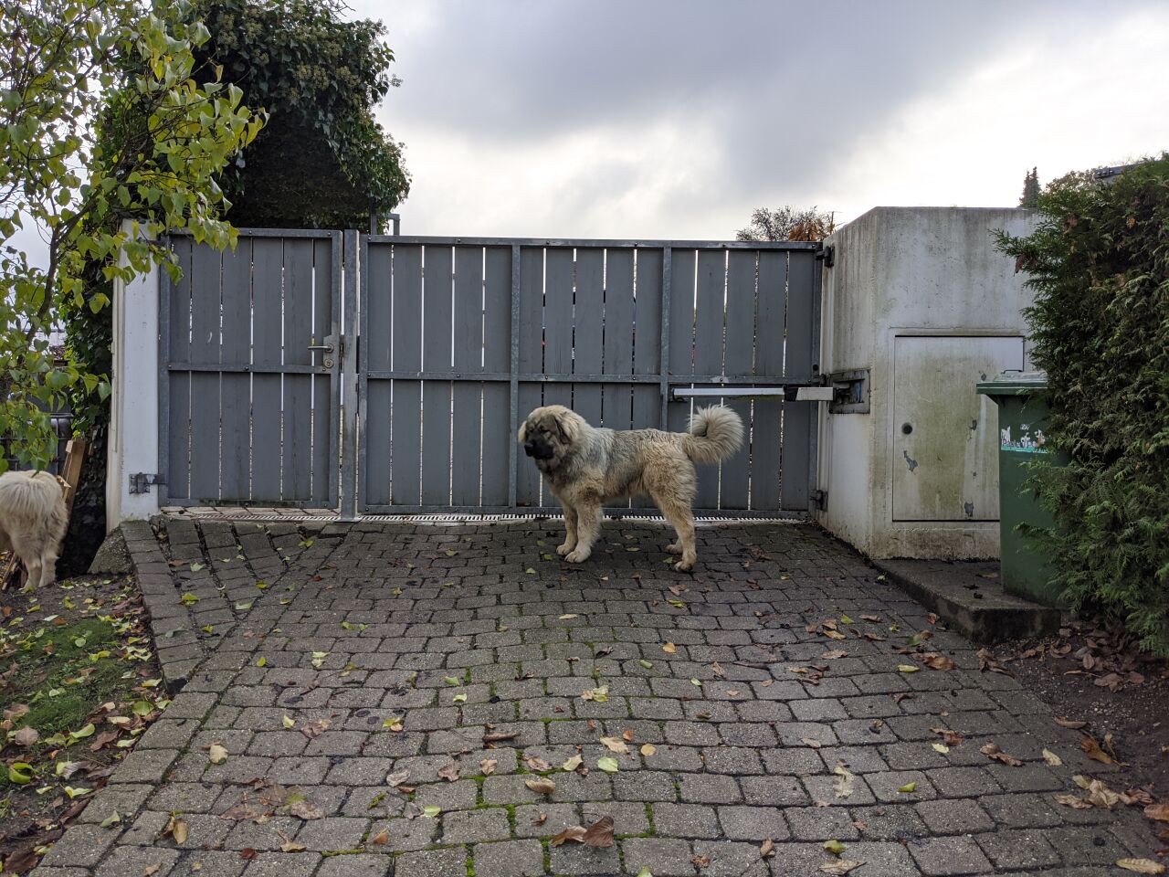 Кавказская овчарка фото 1