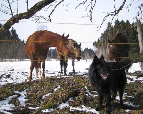 Грюнендаль фото 4