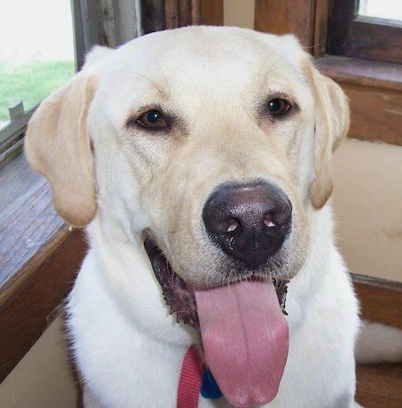 Лабрадор-ретривер фото 2