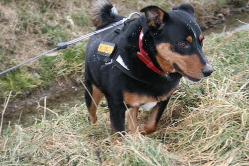 Аппенцеллер зенненхунд фото 9