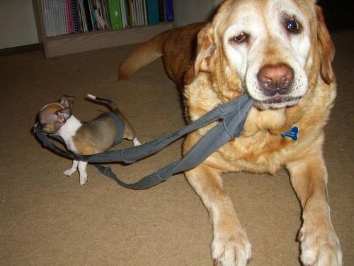 Фото породы Чихуахуа