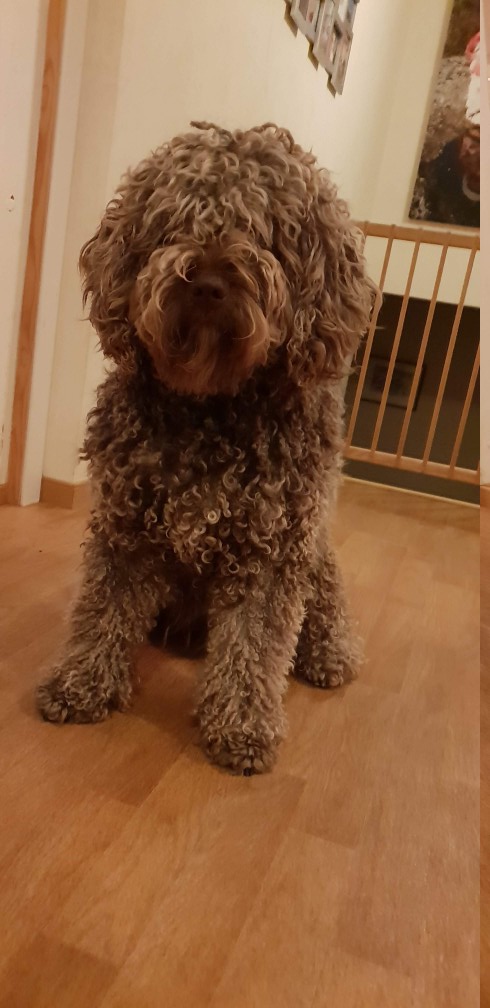 Испанский водяной спаниель (Water Dog Español / Spanish Water Dog) фото 2