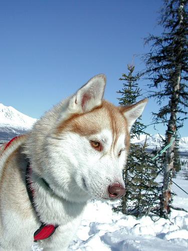 Американская эскимосская собака (Eskimo) фото 3