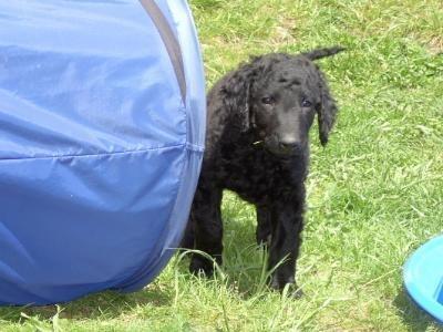 Курчавошёрстный ретривер (кёрли) фото 6