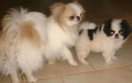 Японский спаниель (хин) фото 2