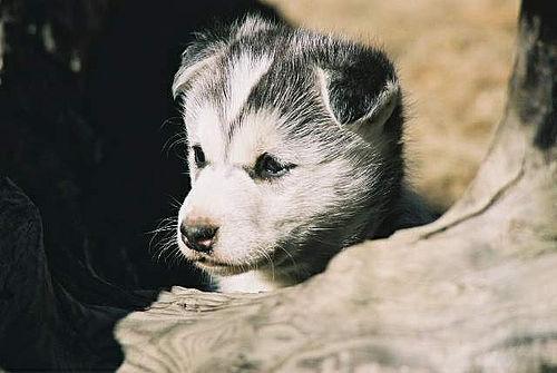 Американская эскимосская собака (Eskimo) фото 8