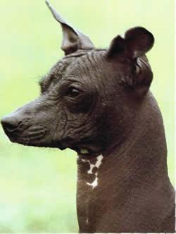 Ксолоитцкуинтли (мексиканская голая собака) фото 10