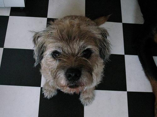 Бордер‑терьер фото 6