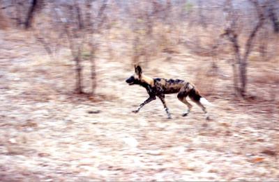 Африканский дикий пёс (африканская дикая собака, расписной волк) фото 11