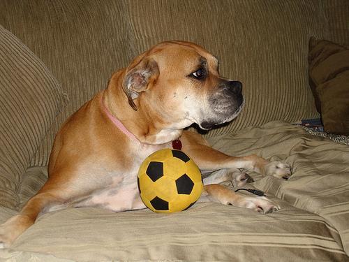 Боксёр фото 1