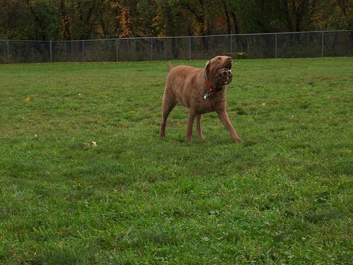 Чесапик‑бей‑ретривер фото 9