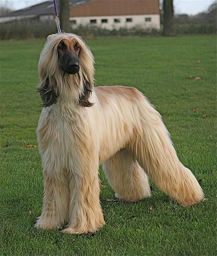 Афганская борзая (hound‑afghan) фото 3