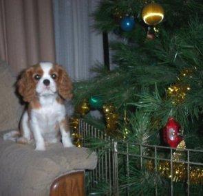 Кавалер‑кинг‑чарльз‑спаниель (тип бленхейм) фото 3