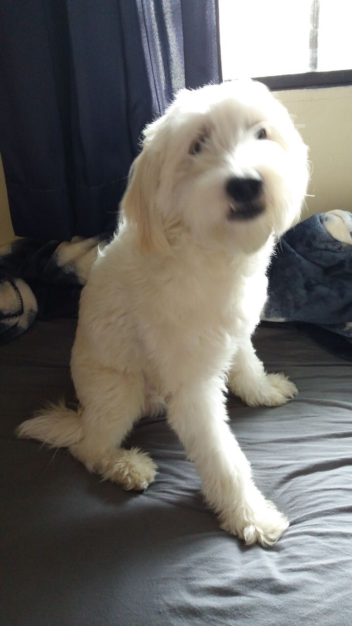 Кокапу (Cockapoo) фото 4