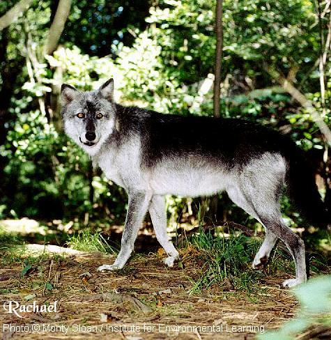 Динго фото 11