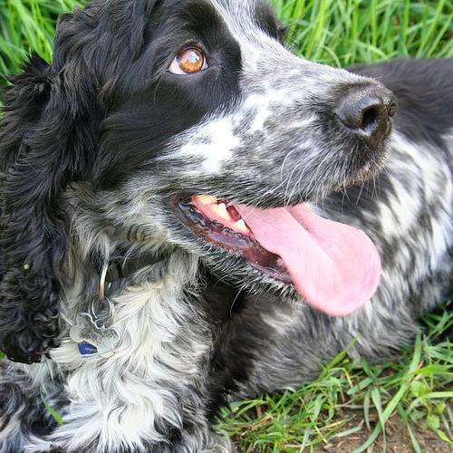 Английский кокер‑спаниель фото 7