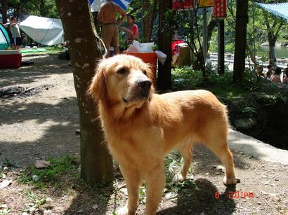 Золотистый ретривер (Golden Retriever) фото 6