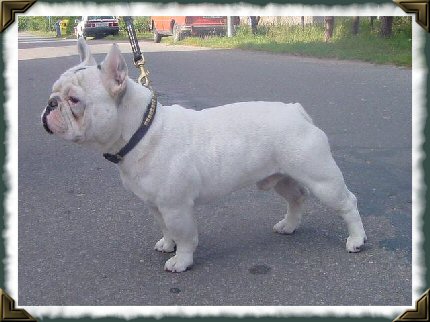 Французский бульдог фото 2