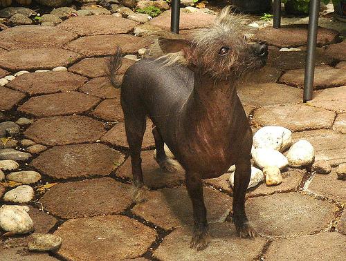 Ксолоитцкуинтли (мексиканская голая собака) фото 6