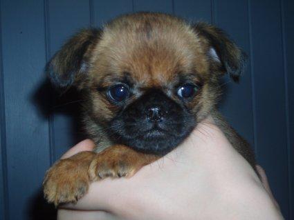 Брюссельский гриффон (брабансон) фото 2