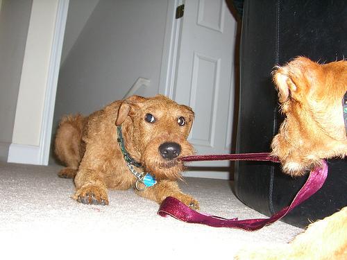 Ирландский терьер фото 5