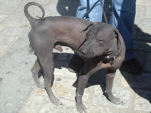 Ксолоитцкуинтли (мексиканская голая собака) фото 2