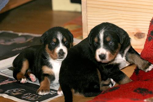 Аппенцеллер зенненхунд фото 7