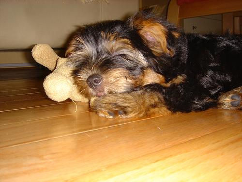 Шелти-терьер (шелковый терьер, австралийский шелковистый терьер) фото 8