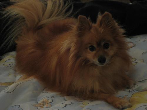 Померанский шпиц — фото породы