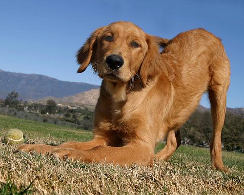 Золотистый ретривер (Golden Retriever) фото 11