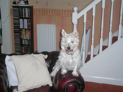 Вест‑хайленд‑уайт‑терьер фото 9