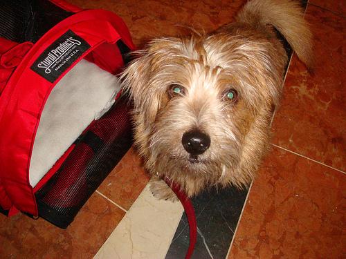 Норфолк‑терьер фото 4