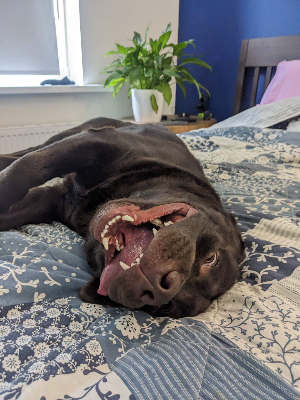 Лабрадор-ретривер фото 9