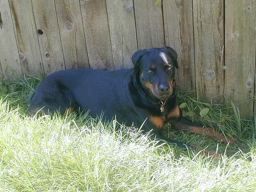 Ротвейлер фото 10