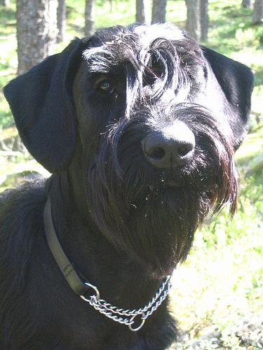 Ризеншнауцер (гигантский шнауцер) — фото породы