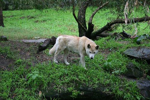 Фото породы Динго