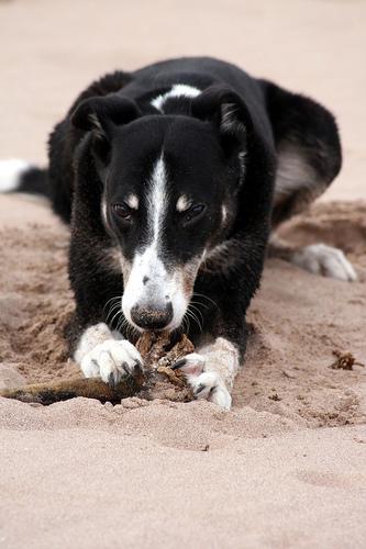 Уиппет (Whippet) фото 11