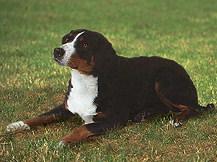 Аппенцеллер зенненхунд фото 10