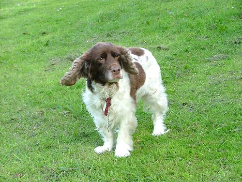 Английский спрингер‑спаниель фото 7