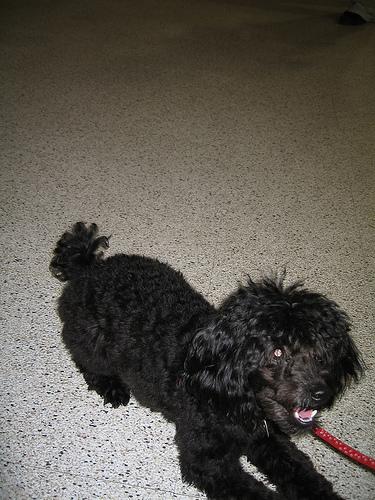 Той‑пудель фото 10