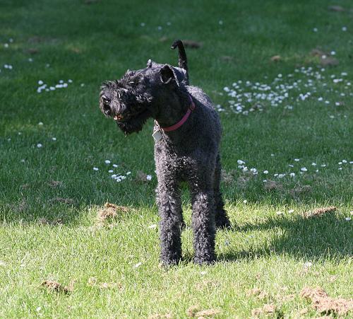 Керри‑блю‑терьер фото 7