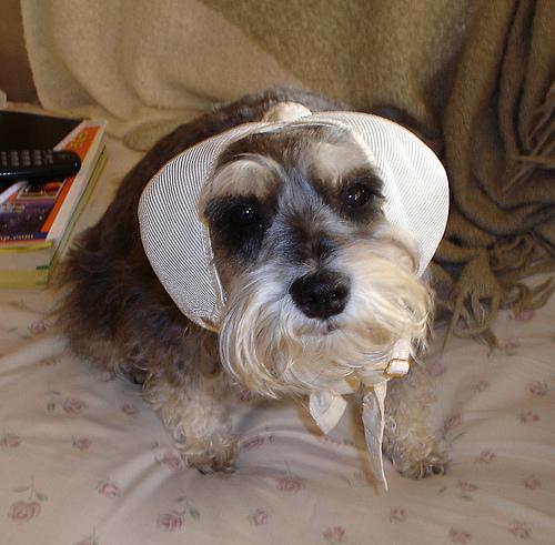 Цвергшнауцер (миниатюрный шнауцер) — фото породы