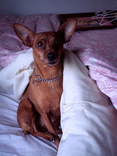 Миниатюрный пинчер (цвергпинчер) фото 10