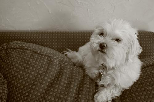 Мальтийская болонка (мальтезе) фото 9