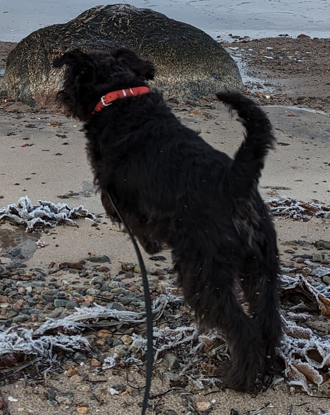 Цвергшнауцер (миниатюрный шнауцер) фото 4