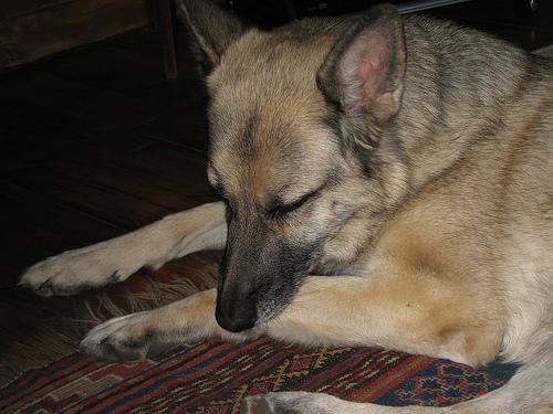 Немецкая овчарка фото 4