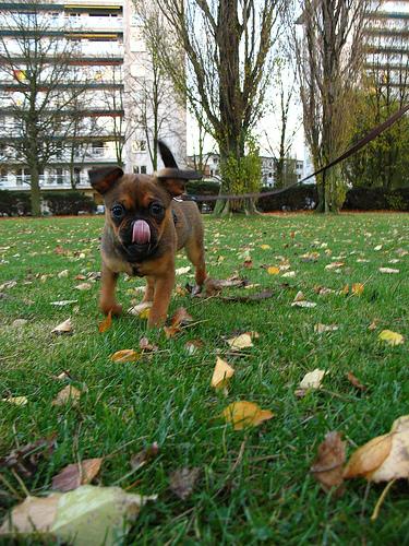 Брюссельский гриффон (брабансон) фото 8