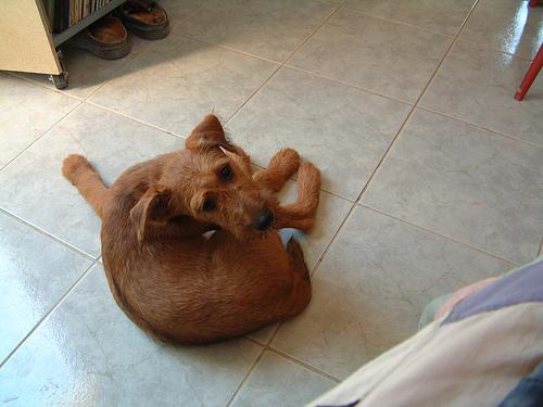 Ирландский терьер фото 6